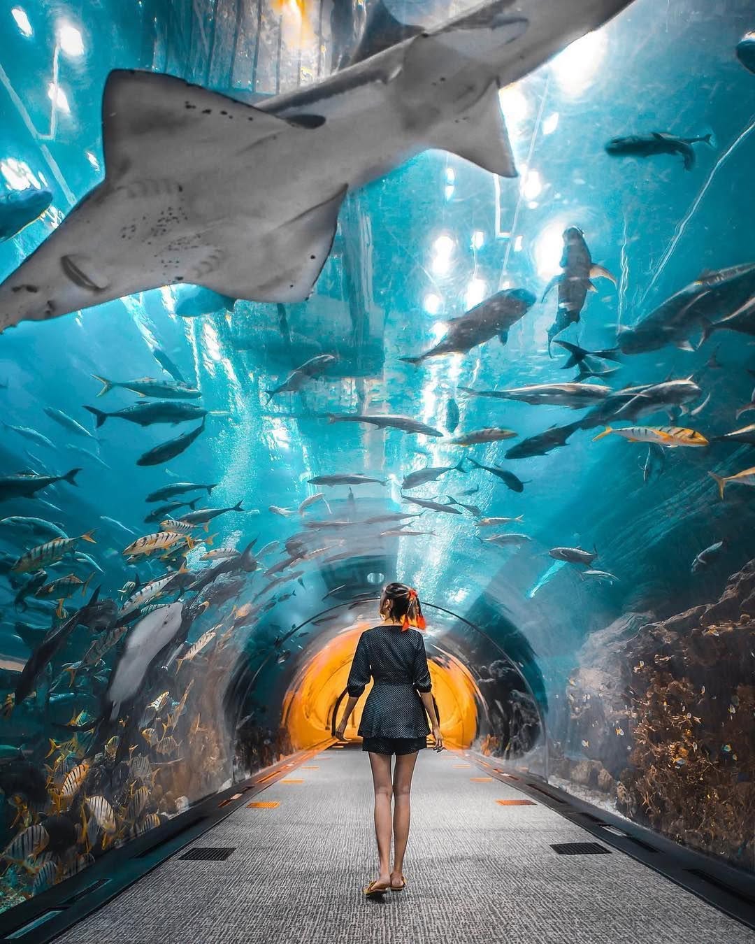 DUBAI AQUARIUM & UNDERWATER ZOO